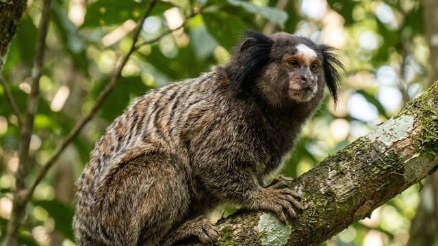 Beleza do macaco sagui ao escalar árvore