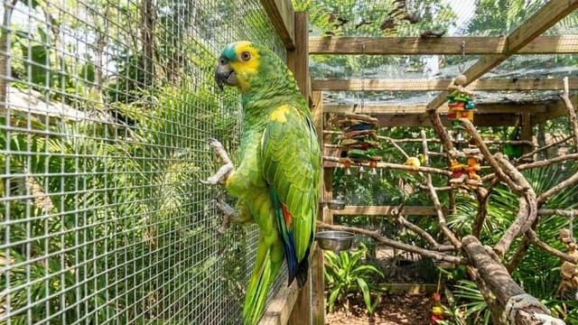 Amazona Aestiva escalando tela de viveiro