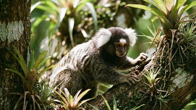 Sagui do tufo branco subindo em árvora