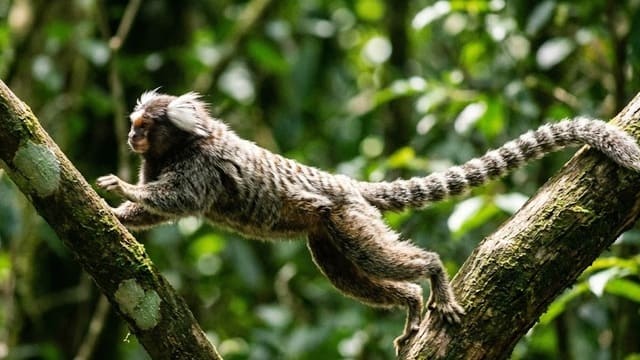 Sagui saltando de um galho para outro