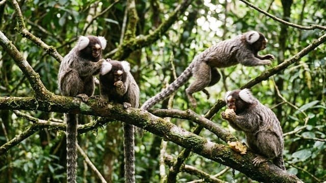 Família de macaco sagui na natureza