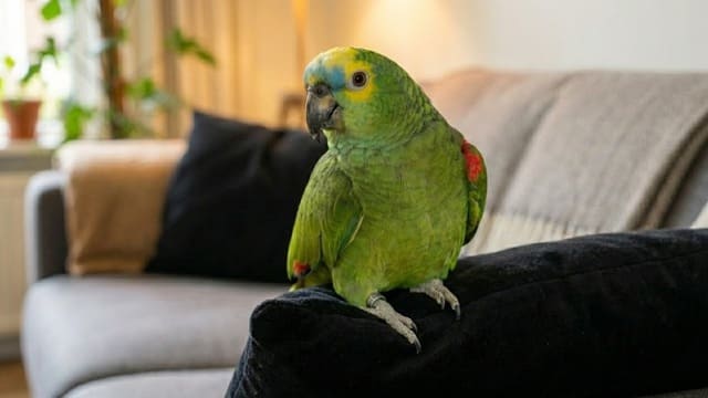 Filhote de papagaio em cima do sofá