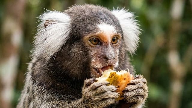 Sagui do tufo branco comendo fruta