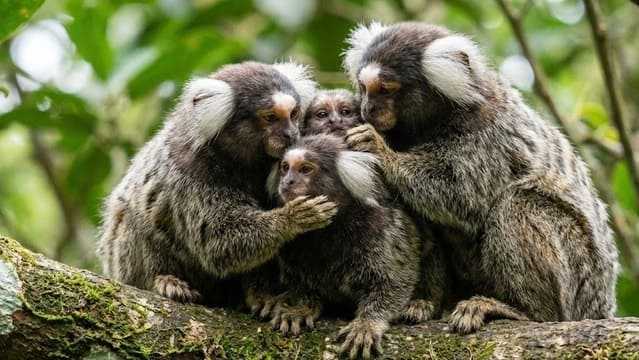 Família de saguis interagindo na floresta
