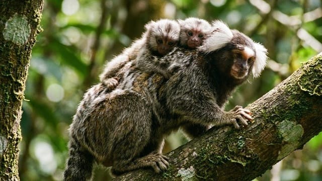 Mamãe sagui carregando dois filhotes gêmeos na floresta