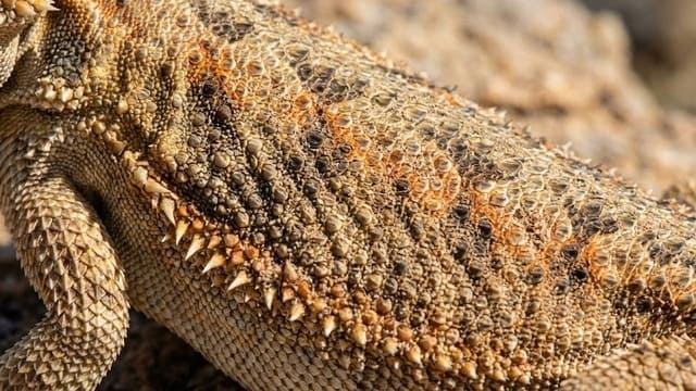 Escamas da pogona em fotografia close up