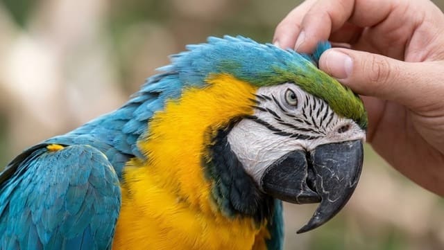 Arara canindé recebendo carinho na cabeça