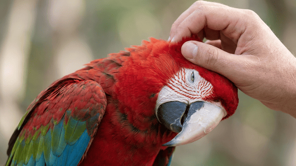Ara chloropterus recebendo carinho