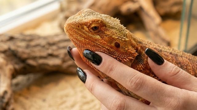 Dragão Barbudo nas mãos de tutora