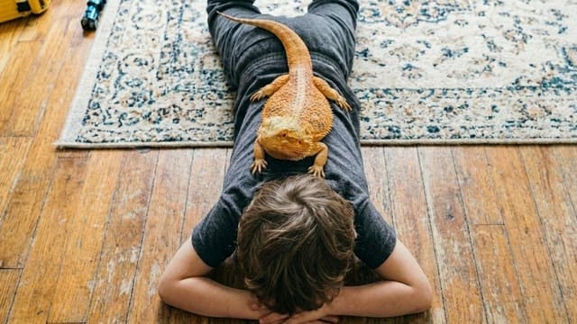 Pogona Vitticeps deitado sobre criança