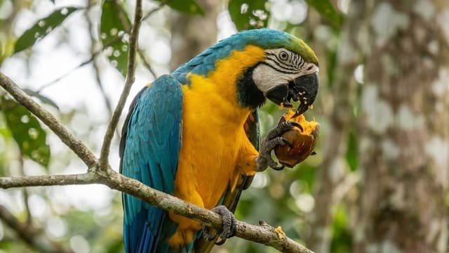 Arara Canindé se alimentando de frutas