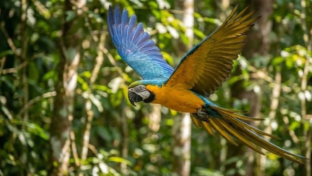 Arara Canindé voando