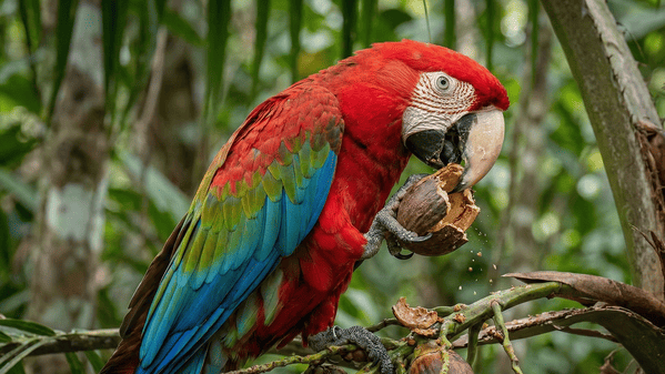 Ara chloropterus se alimentando em meio a natureza