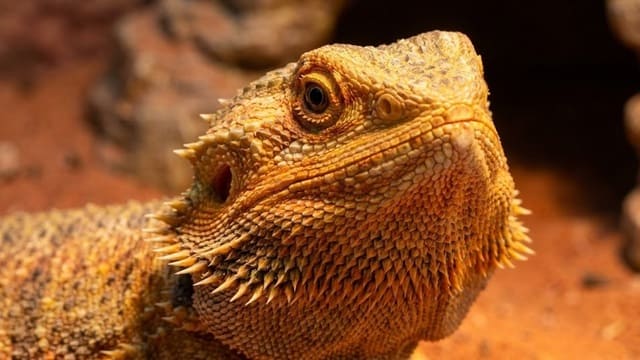 Dragão Barbudo (Pogona) em close up dentro do terrário