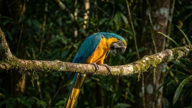 Arara canindé azul e amarela em repouso na árvore