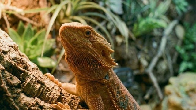 Pogona Vitticeps em terrário