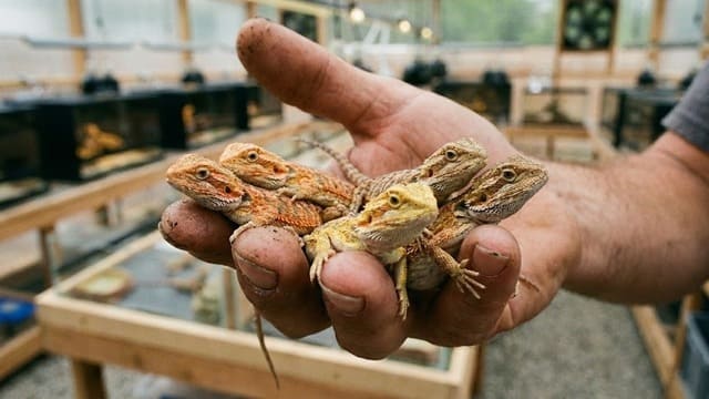 Filhotes de dragão barbudo legalizados na mão de um criador