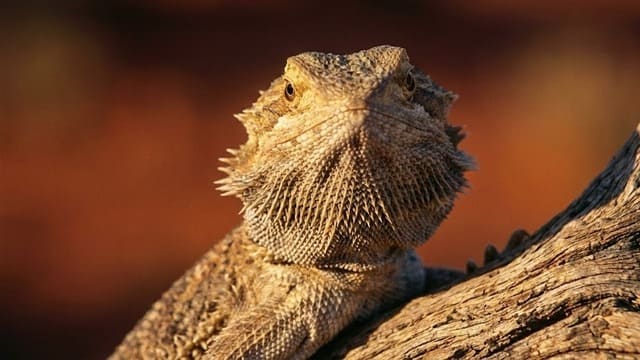 Pogona olhando para câmera fotográfica no deserto