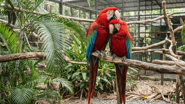 Casal de Ara chloropterus em momento fofo no viveiro do criadouro