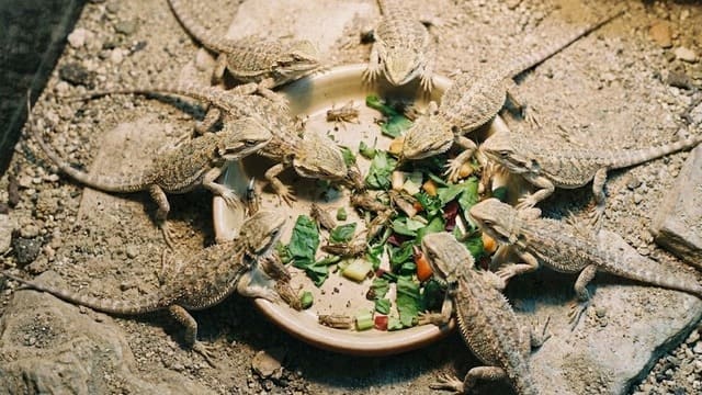 Filhotes de pogona se alimentando