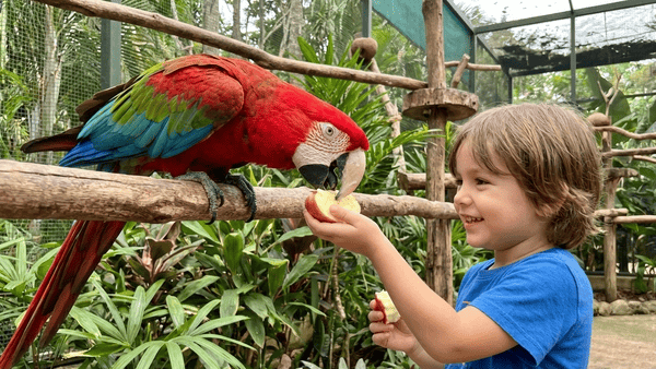 Garoto interagindo com arara vermelha dentro de viveiro do criadouro