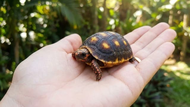 Chelonoidis carbonaria na palma da mão
