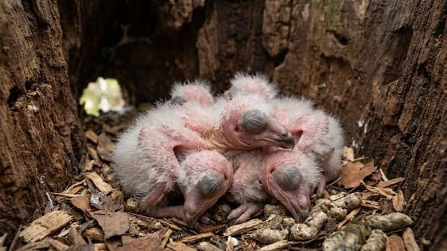 Filhotes recém nascidos de coruja rasga mortalha no ninho