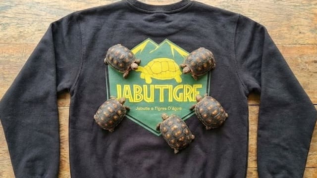 Vários filhotes de jabuti piranga em cima de camisa da Jabutigre