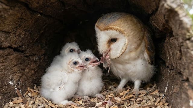 Coruja Suindara (coruja das igrejas) em ninho alimentando filhotes