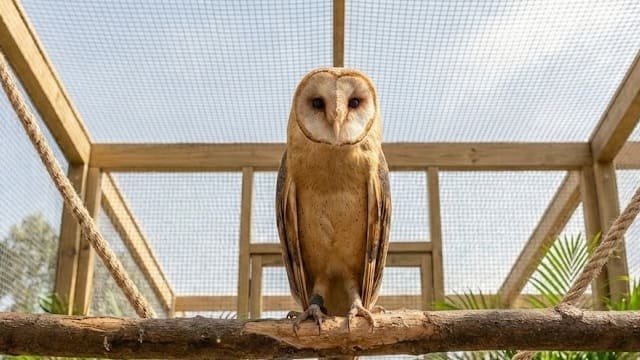 Coruja suindara (Tyto alba) em poleiro no viveiro