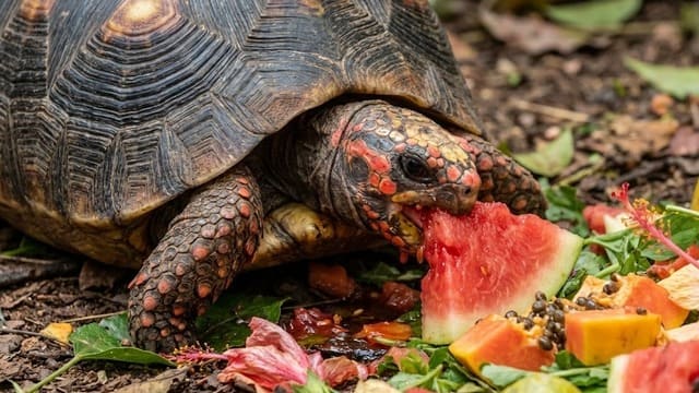 Jabuti Piranga comendo melancia