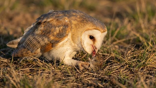Coruja Suindara (Coruja Branca) se alimentando de camundongo