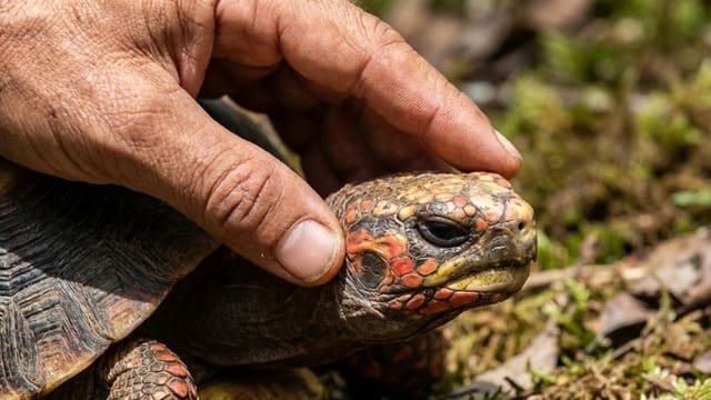 Chelonoidis carbonaria recebendo carinho na cabeça
