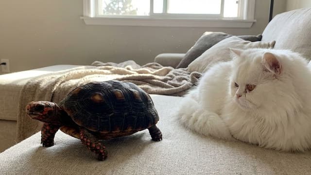 Jabuti no sofá com gato persa branco