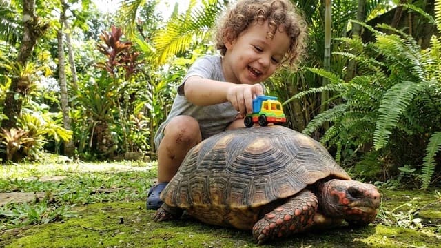 Garoto brinca com carrinho no casco de um jabuti adulto