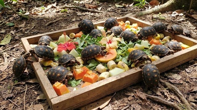 Filhotes de jabuti comendo frutas em bandeja
