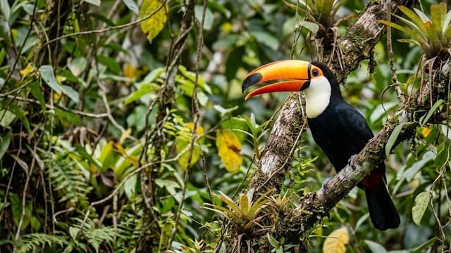 Fotografia da natureza com exemplar de Ramphastos toco na mata