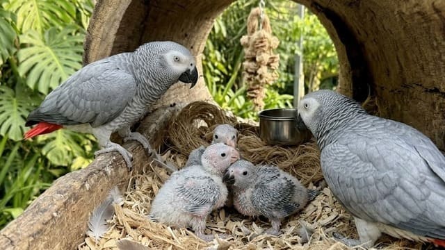 Manejo reprodutivo de papagaio do congo adulto com seus filhotes em ambiente seguro.