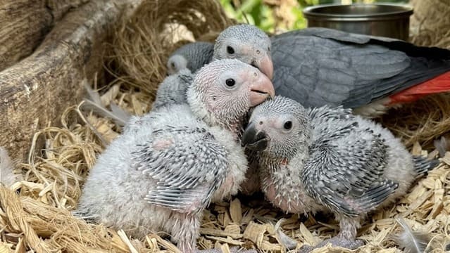 Filhotes de papagaio do congo com plumagem inicial cinza no ninho de reprodução.