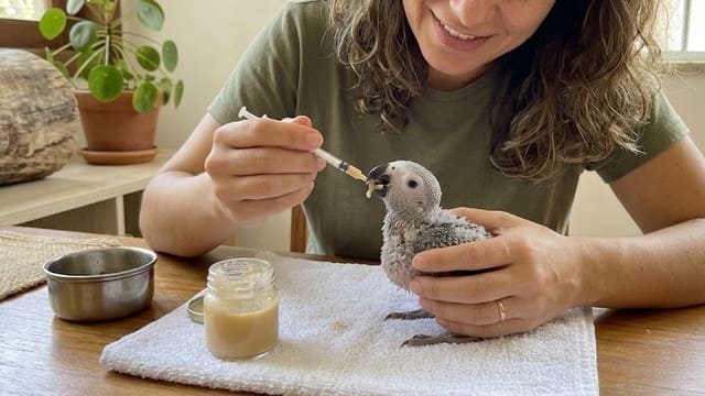 Filhote de papagaio cinza africano recebendo alimentação manual na colher de forma mansa.