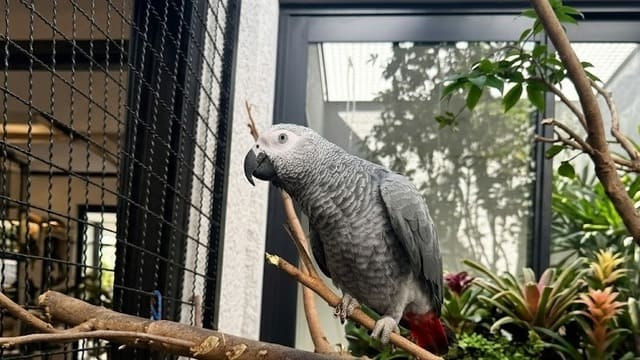Papagaio cinza africano doméstico dócil posicionado em poleiro natural de madeira.