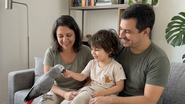 Família reunida em casa interagindo com um papagaio cinza africano legalizado como animal de estimação.