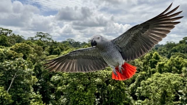 Papagaio do Congo cinza africano em voo com cauda vermelha preço à venda na Jabutigre.